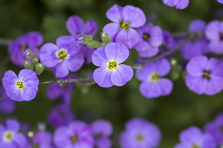 Spring Also Has Its Own Portrait: The Awakening of Nature and Photography